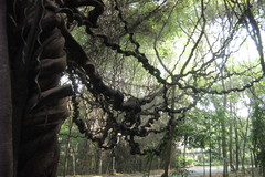 Entada pusaetha